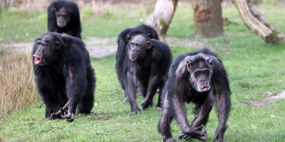 Cimpanzeii S-au CERTAT: Cel mai mare grup s-a rupt în 2018, împăcarea NU mai există