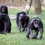 Cimpanzeii S-au CERTAT: Cel mai mare grup s-a rupt în 2018, împăcarea NU mai există