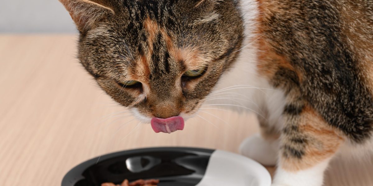 Încălzirea hranei pentru pisici: Adevărul științific, dezvăluit