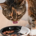 Încălzirea hranei pentru pisici: Adevărul științific, dezvăluit