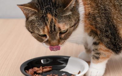 Încălzirea hranei pentru pisici: Adevărul științific, dezvăluit