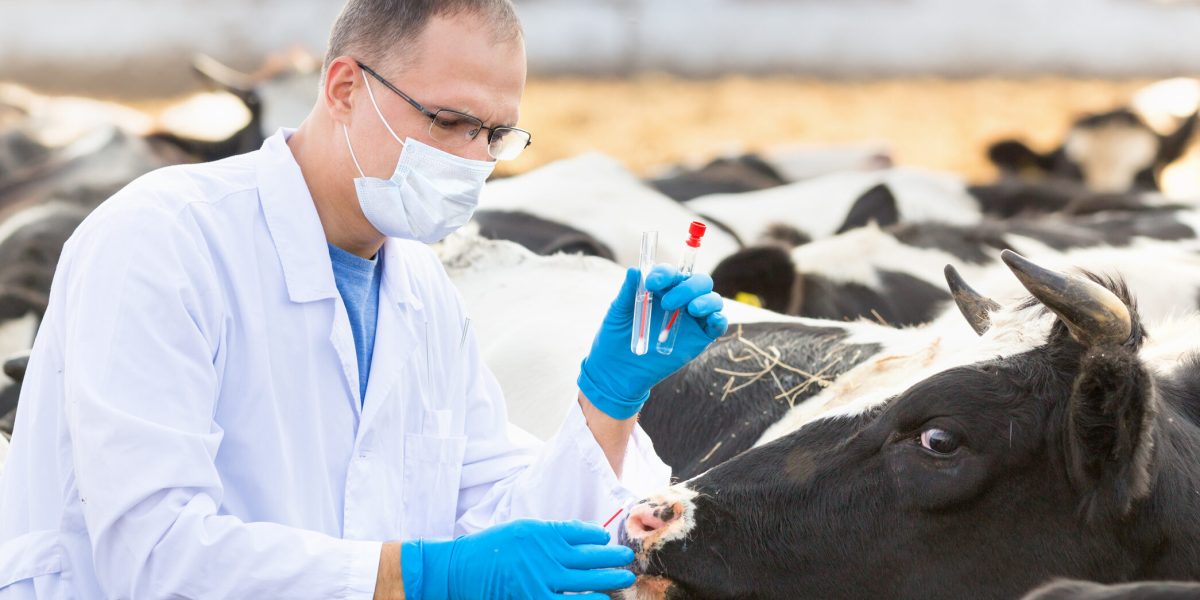 API​A: Crescătorii de animale, loviți de o nouă regulă. Costă 600 lei!