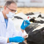 API​A: Crescătorii de animale, loviți de o nouă regulă. Costă 600 lei!