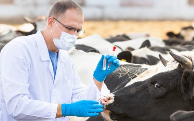 API​A: Crescătorii de animale, loviți de o nouă regulă. Costă 600 lei!