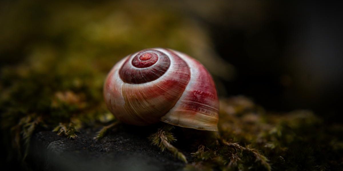 Melcul vampir, terifiantul candidat al Italiei la „Molusca anului”