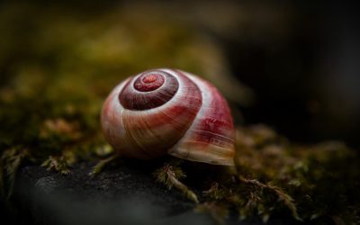 Melcul vampir, terifiantul candidat al Italiei la „Molusca anului”