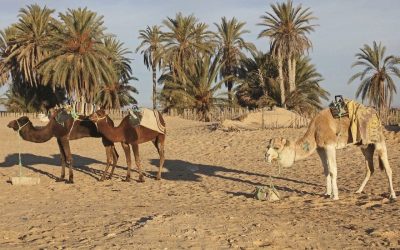 Materialul-minune: Betonul viitorului e aici și schimbă lumea!