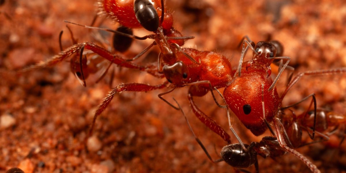 Cercetătorii, șocați: Furnicile dezvăluie un comportament inedit