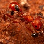 Cercetătorii, șocați: Furnicile dezvăluie un comportament inedit