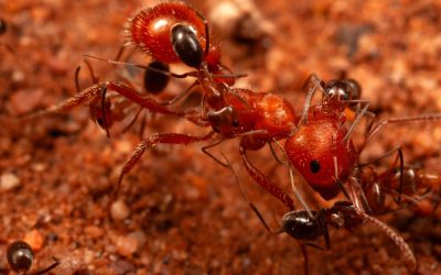 Cercetătorii, șocați: Furnicile dezvăluie un comportament inedit