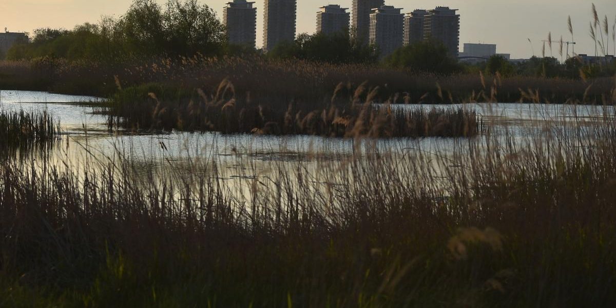 Bucureștiul, o oază sălbatică admirată de Bloomberg: Delta Văcărești!