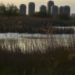 Bucureștiul, o oază sălbatică admirată de Bloomberg: Delta Văcărești!