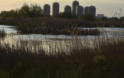 Bucureștiul, o oază sălbatică admirată de Bloomberg: Delta Văcărești!