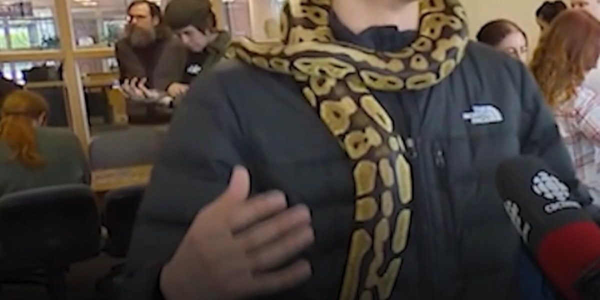 Șerpi pentru studenți: Universitatea canadiană reduce stresul în sesiune