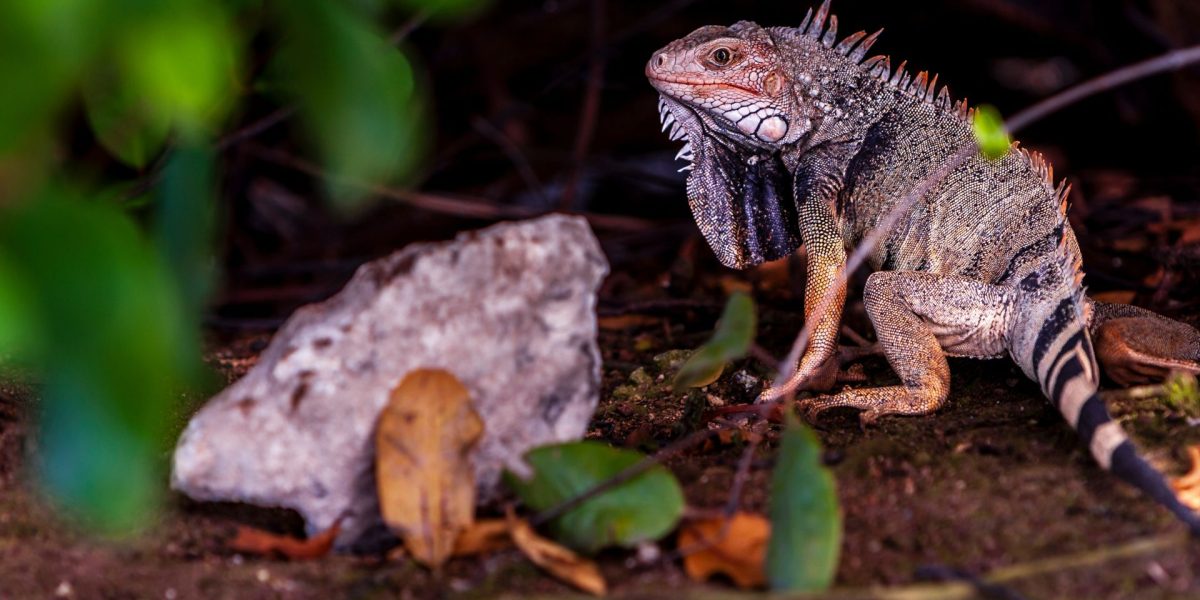 Ochii vertebratelor, un singur ochi uriaș la început: Dezvăluirea cercetătorilor