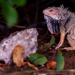 Ochii vertebratelor, un singur ochi uriaș la început: Dezvăluirea cercetătorilor