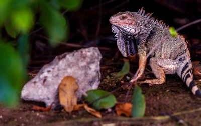 Ochii vertebratelor, un singur ochi uriaș la început: Dezvăluirea cercetătorilor