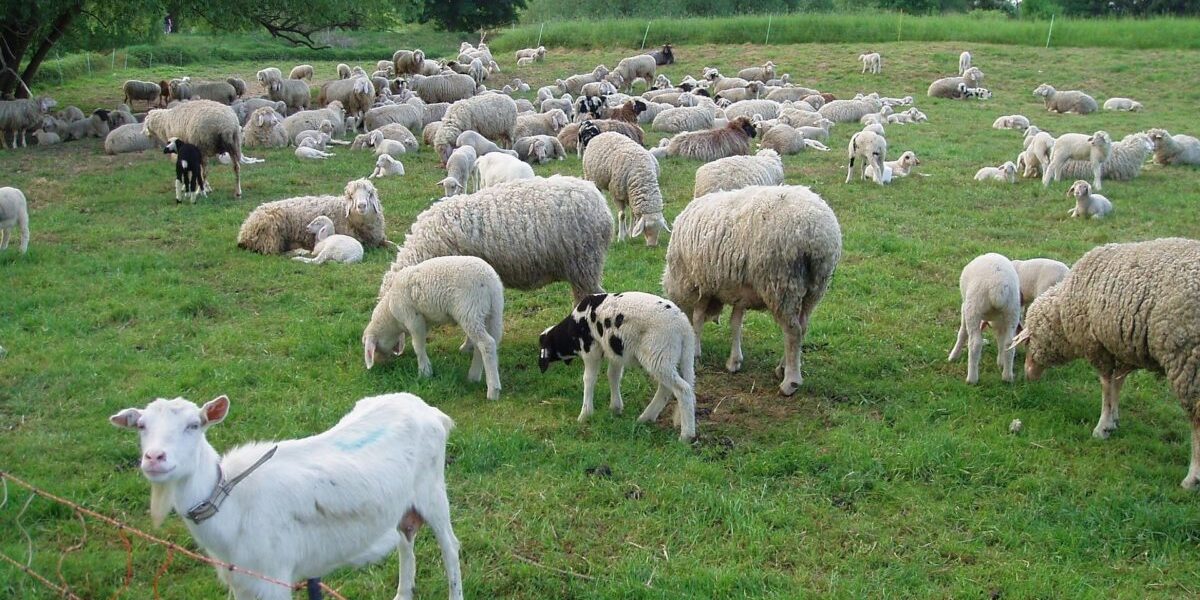 Zoofil în serie prins în Franța: Detalii Șocante