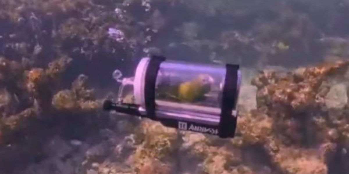 Ar vrea mai bine așa, decât închis: Donald Trump, alegere neașteptată