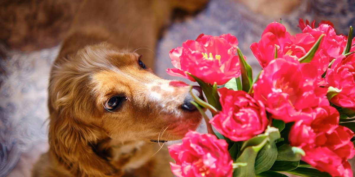 Florii fără griji: Ce flori alegi pentru sărbătoriții cu animale de companie?