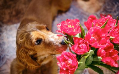 Florii fără griji: Ce flori alegi pentru sărbătoriții cu animale de companie?