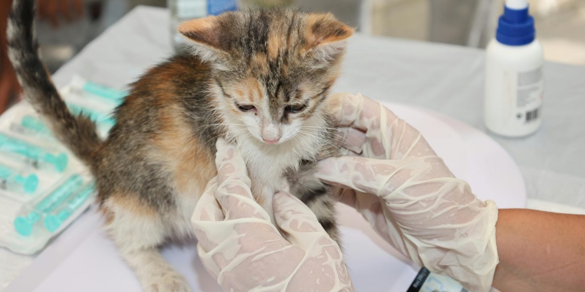 Vaccin veterinar bazat pe ARN, autorizat în UE: Premieră istorică