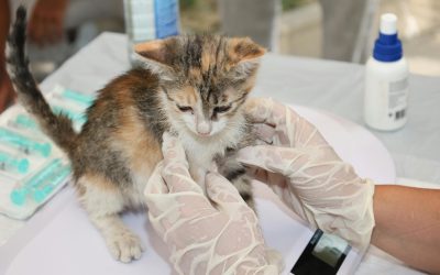 Vaccin veterinar bazat pe ARN, autorizat în UE: Premieră istorică