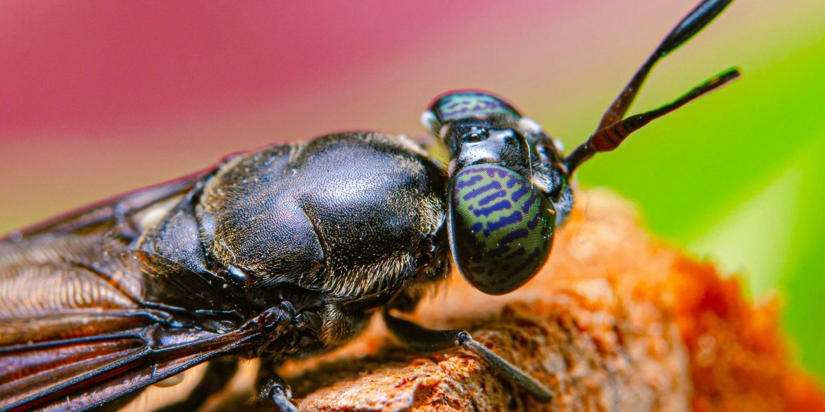 UE finanțează un hub european: Muștele soldat negre, pe cale industrială