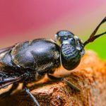 UE finanțează un hub european: Muștele soldat negre, pe cale industrială