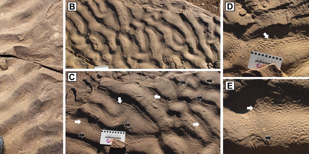 O formațiune stâncoasă din Maroc, asemănătoare cu pielea de elefant, a schimbat viziunea oamenilor de știință asupra locurilor în care ar fi putut trăi microbii antici