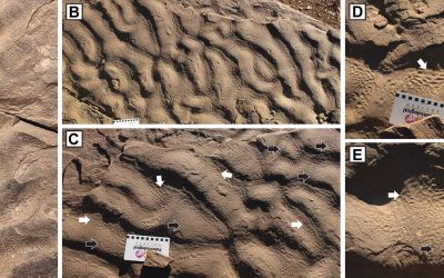 O formațiune stâncoasă din Maroc, asemănătoare cu pielea de elefant, a schimbat viziunea oamenilor de știință asupra locurilor în care ar fi putut trăi microbii antici