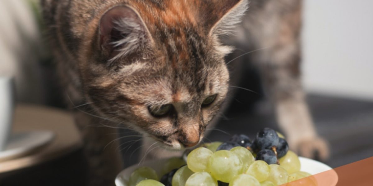 Atenție, stăpâni de feline: 14 alimente mortale pentru pisica ta în 24 de ore