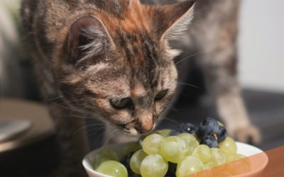 Atenție, stăpâni de feline: 14 alimente mortale pentru pisica ta în 24 de ore