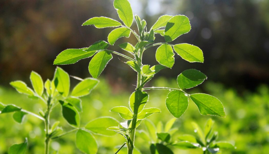 „Aurul verde” al Romei, dispărut: Misterul plantei secrete a lui Iulius Cezar