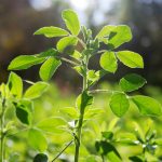 „Aurul verde” al Romei, dispărut: Misterul plantei secrete a lui Iulius Cezar