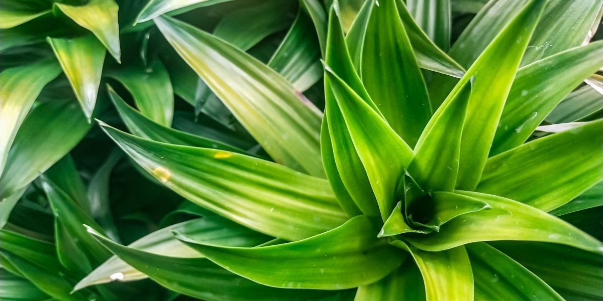 Trucul simplu care a dat rezultate: Ce au reușit unii să facă