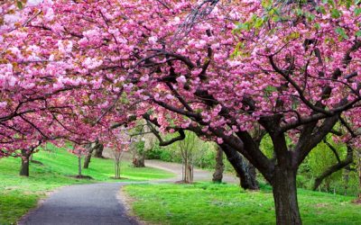 Vreme blândă, dar cu puține ploi în România