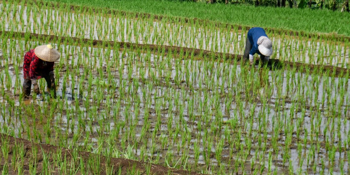 Criza de combustibil din Iran lovește: Producția de orez asiatică, în pericol