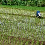 Criza de combustibil din Iran lovește: Producția de orez asiatică, în pericol