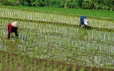 Criza de combustibil din Iran lovește: Producția de orez asiatică, în pericol