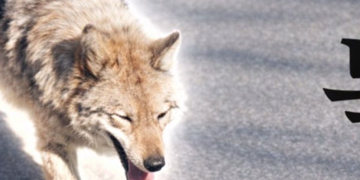 Lupul fugar din Coreea a inspirat meme-ul: Președintele, îngrijorat de crypto