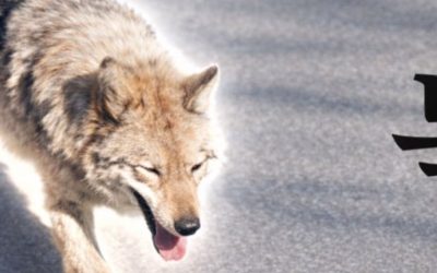 Lupul fugar din Coreea a inspirat meme-ul: Președintele, îngrijorat de crypto