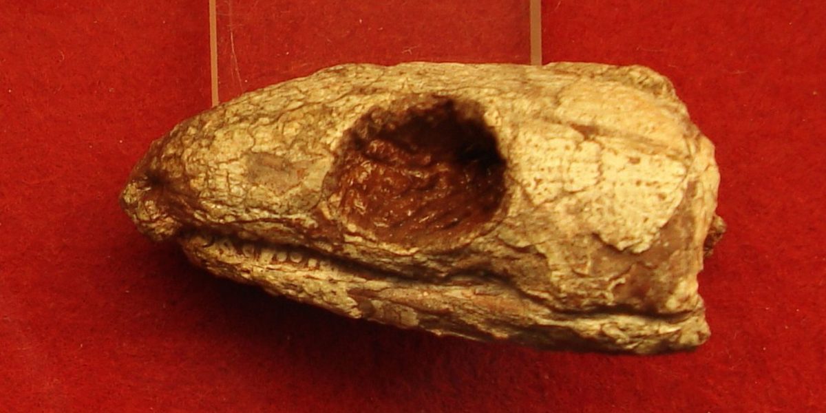 Reptilă mumificată din urmă cu 289 de milioane de ani dezvăluie secretul respirației