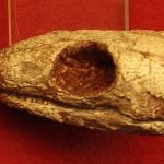 Reptilă mumificată din urmă cu 289 de milioane de ani dezvăluie secretul respirației