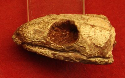 Reptilă mumificată din urmă cu 289 de milioane de ani dezvăluie secretul respirației