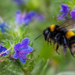 Reginele albinelor sfidează iarna: Respiră sub apă pentru a supraviețui