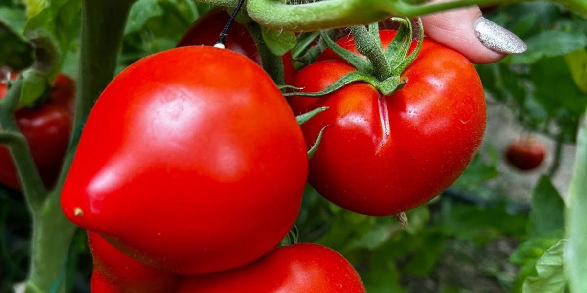 Roșiile de lux: Un kilogram, 42 de lei, direct din solar