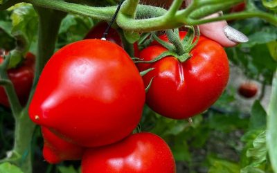 Roșiile de lux: Un kilogram, 42 de lei, direct din solar