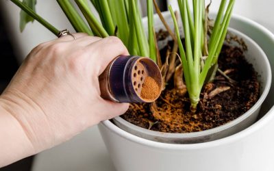 Scorțișoara, secretul grădinarilor! Învață trucul pentru plante de interior sănătoase