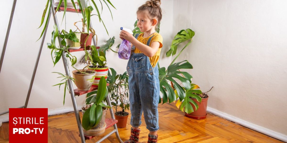 Plantele din casă: Pericol ascuns pentru copii. Ce riscă micuții